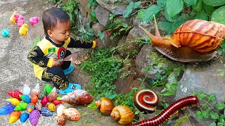 Mengubur Ayam Warna Warni Menemukan Keong, Bekicot, Luwing Kaki Seribu