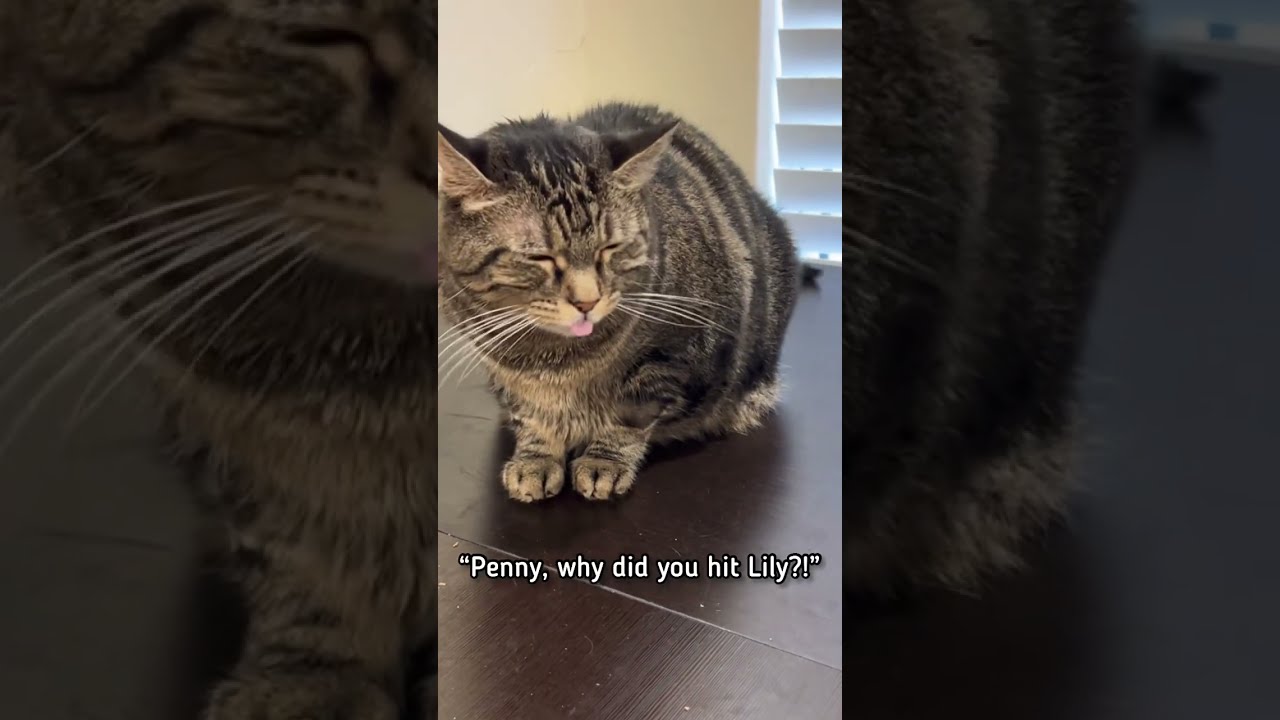 The End Cracks Me Up Talkingcat Pennythecat