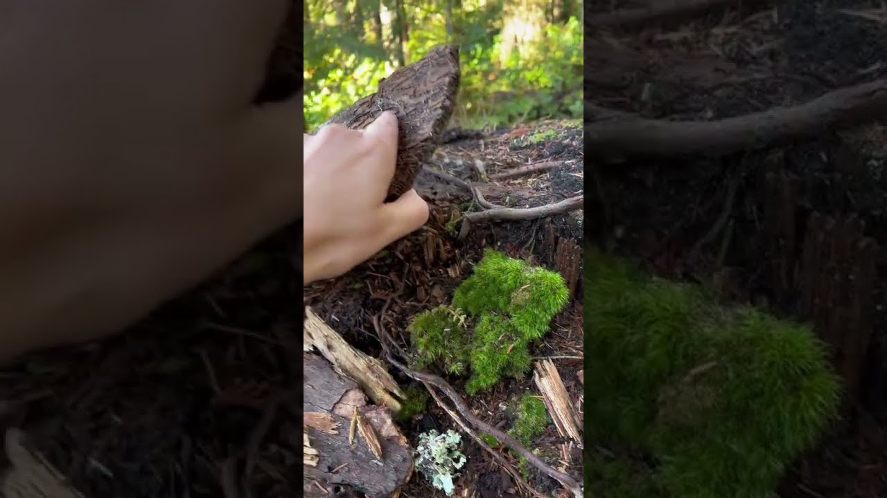 LEARN Where To Search For A Geocache In Nature 
