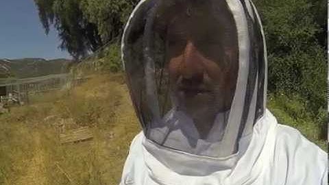 Moving Wild Bees into a Hive