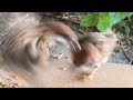 ノンストップでキレ散らかすスズメ