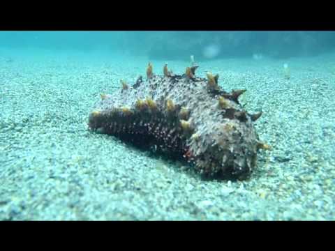平郡島11 海底の赤ナマコ Youtube