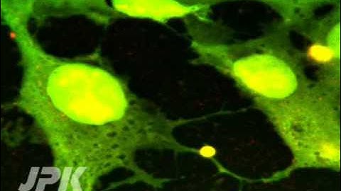 Optical Tweezers - Confocal scanning combined with optical particle manipulation