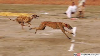 greyhound drag race 2023