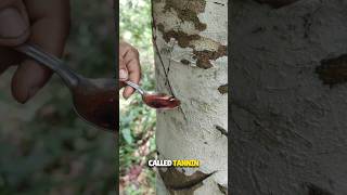 Blood Comes out from this Tree like Humans 😳