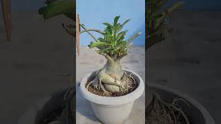 RESULT AFTER ADENIUM PRUNING
