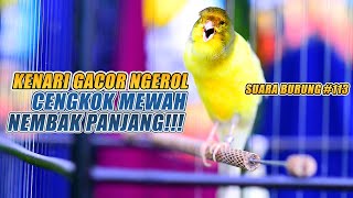 SUARA BURUNG |113| Kenari GACOR PANJANG INI Cocok untuk Masteran KENARI PAUD dan Kenari Macet BUNYI