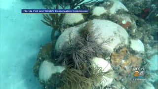 Scientists Look To Save Coral Collected Near Key West