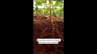Paul Stamets and the ecological impact of mycelium