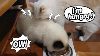 Cat's Snack Sabotage !😺🍗 by Eli & Mocha 337 views 2 months ago 1 minute, 7 seconds