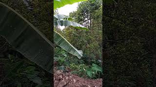 pohon durian runtuh#shorts #shorts #shorts