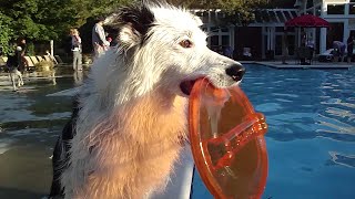 Paige goes to a Dog Pool Party!