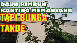 Punca Pokok Bunga Kertas Tidak Berbunga