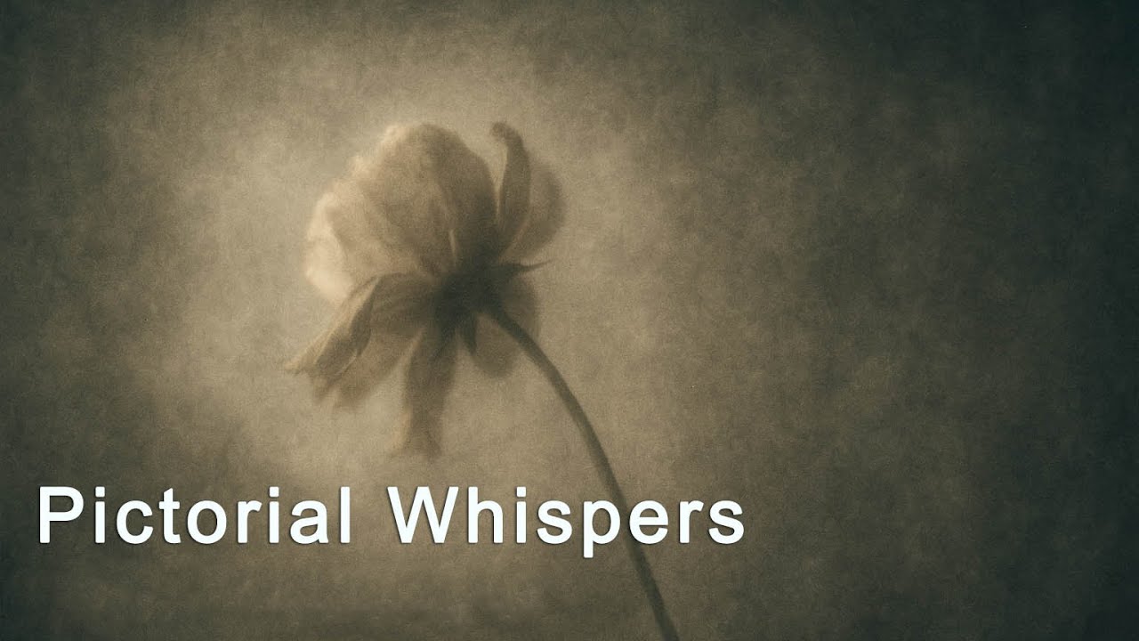 Pictorial Whispers: My Calotype & Salt Print Handmade Workflow