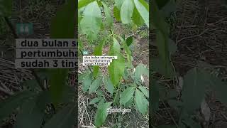 pertumbuhan bibit karet Thailand 2,5 bulan #getah #petanikaret #karet #petani
