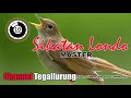 {10 Jam} Master Burung Sikatan Londo Terbaik Sepanjang Tahun |TEGALSTORY