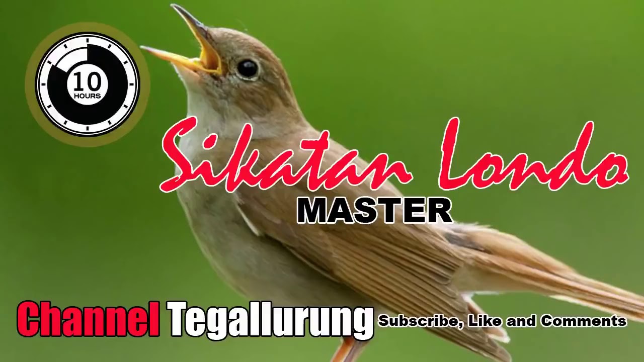 {10 Jam} Master Burung Sikatan Londo Terbaik Sepanjang Tahun |TEGALSTORY