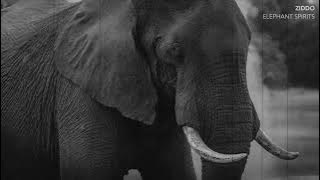ZIDDO - ELEPHANT SPIRITS