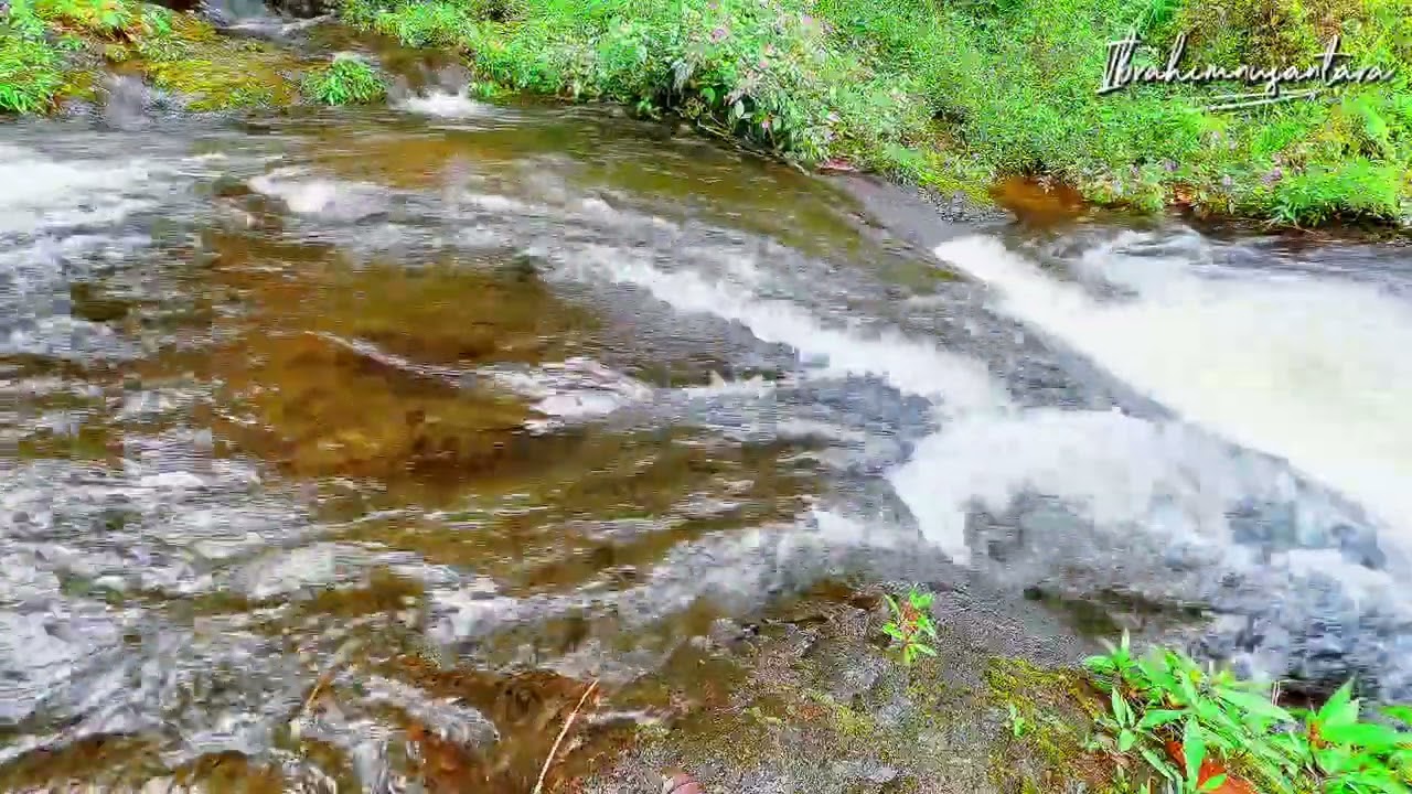 Beautiful river forest sounds for peace of mind, birds chirping, peaceful forest sounds | ASMR