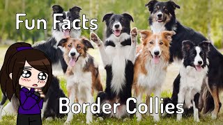 Facts about Border Collies: Dog Breeds