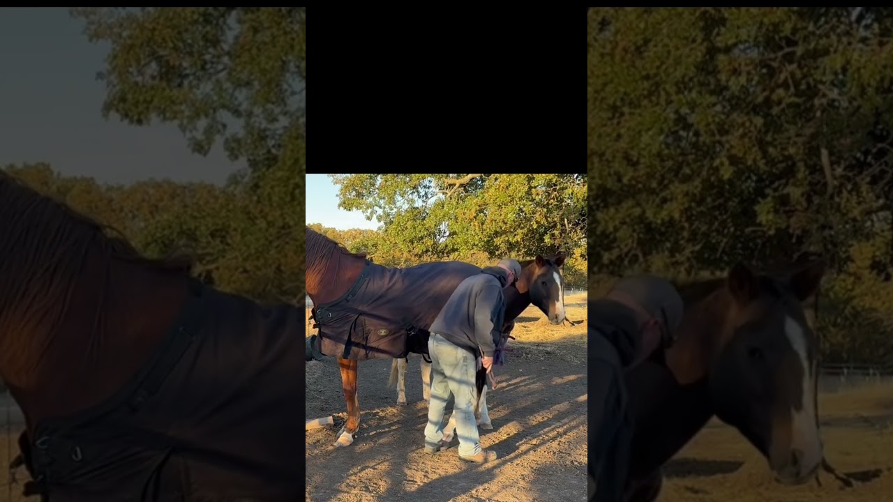 Иногда лошади — это просто маленькие дети! 