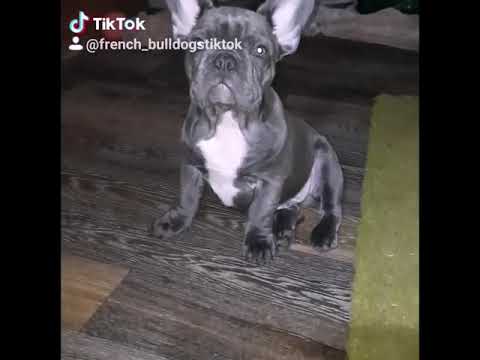 🥰Французский Бульдог 💞