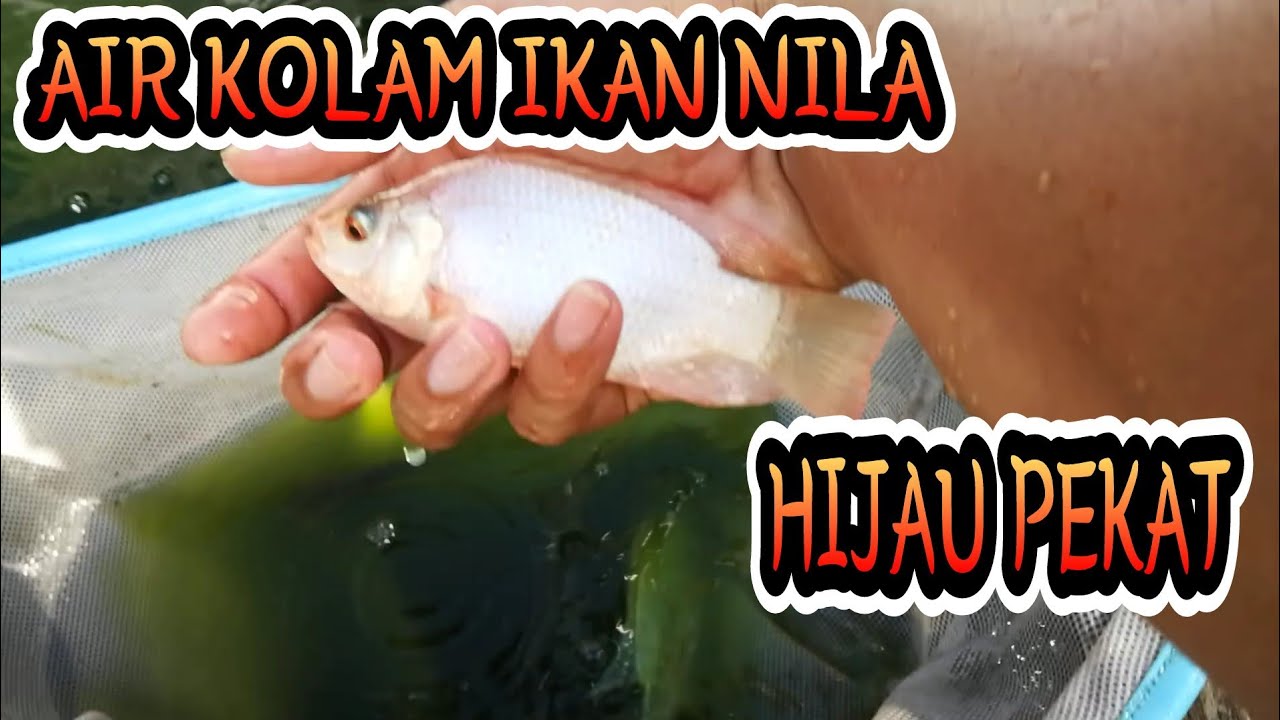 #ikannila AIR KOLAM IKAN NILA HIJAU PEKAT, APAKAH SEHAT???