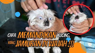 Cara Grooming Kucing Jamuran Di Wajah