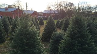 2015 Post Thanksgiving Annual Tree Pick