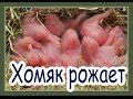 Хомяк рожает. Первые роды Няшки.