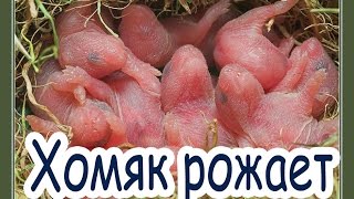 ⁣Хомяк рожает. Первые роды Няшки.