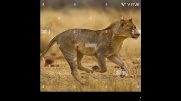 AN ANIMAL OF AMERICA @ DRSKSINGH CHANNEL JAI SHREERAM