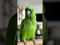 Funny#green parrot# party freaky 🤪.