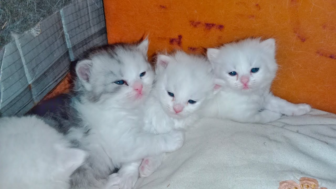 Persian kittens playing triple coat lovecats cat catlife 