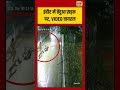 Indore में तेंदुआ सड़क पर, VIDEO वायरल | #viralvideo #viralnews #shorts