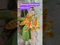 Phalaenopsis cornucervi  orchid species anggrek