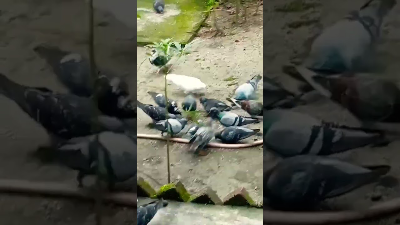 First flight of pigeons in the morning.Love birds.