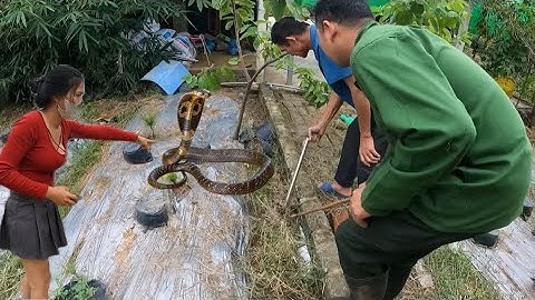 Cuộc Gọi Khẩn Cấp Anh Chủ Vườn S.ợ H.ãi Khi Tìm Ra Đó Là Con Rắn N.guy H.iểm | Đại Vùng Cao 