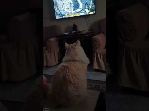 كوكوى تتفرج على الكعبه قطط كيوت قطط مضحكه 