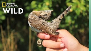 This Woodpecker Mimics A Snake When Threatened Nat Geo Wild