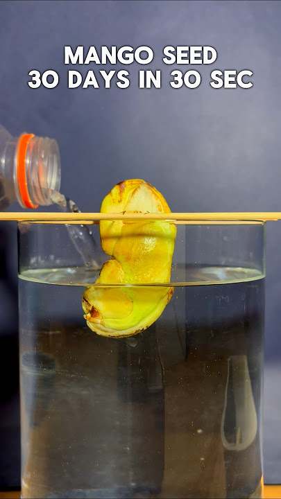 Growing mango seed for a month , TIME LAPSE #mango