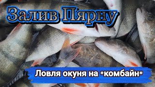 картинка: Ловля окуня на комбайн в заливе Пярну.