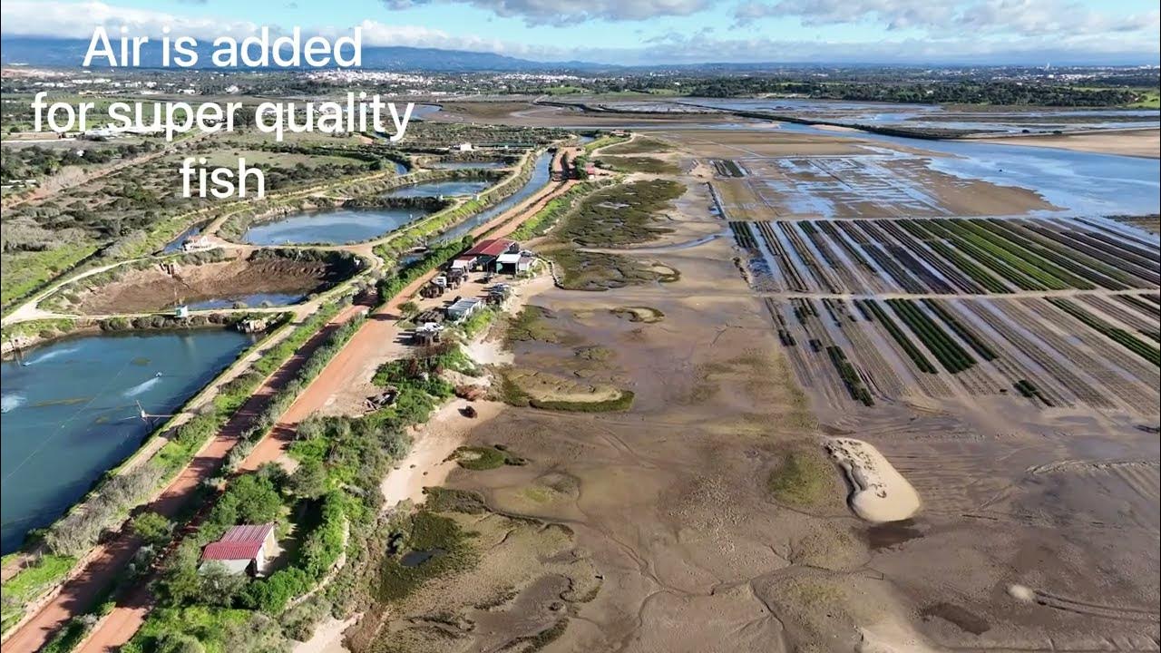 Oyster and fish farm Algarve in Portugal. Fazenda de Ostra e Peixe Alvor, Lagos, Huitre, poisson