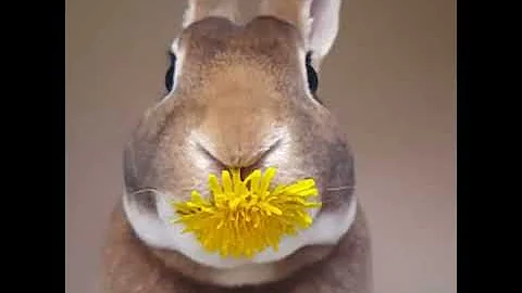 Wie viel Löwenzahn darf ein Hase essen?