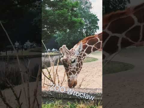 Video: Wroclawi loomaaed (Ogrod Zoologiczny) kirjeldus ja fotod - Poola: Wroclaw