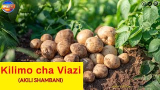 Mafunzo ya kilimo cha Viazi (Irish Potato Farming) || AKILI SHAMBANI