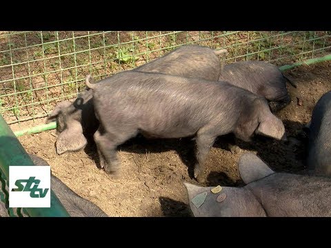 Video: Razmnožavanje svinja kod kuće: uslovi držanja i uzgoja