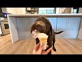 Labrador puppy tries mcdonalds ice cream cone for the first time
