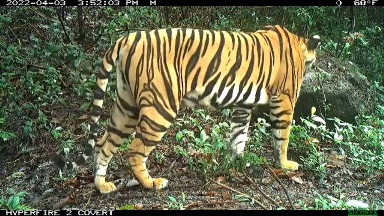 Wild Tiger Populations Grow in India and Bhutan - CRIME & MORE WORLD