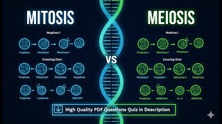 Mitosis and Meiosis